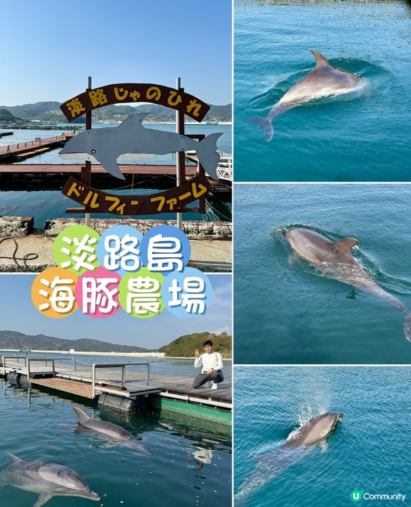 淡路島隱藏版玩法!和海豚0距離接觸,CP值超高