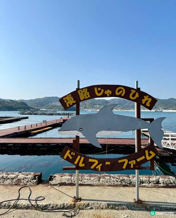 淡路島隱藏版玩法!和海豚0距離接觸,CP值超高