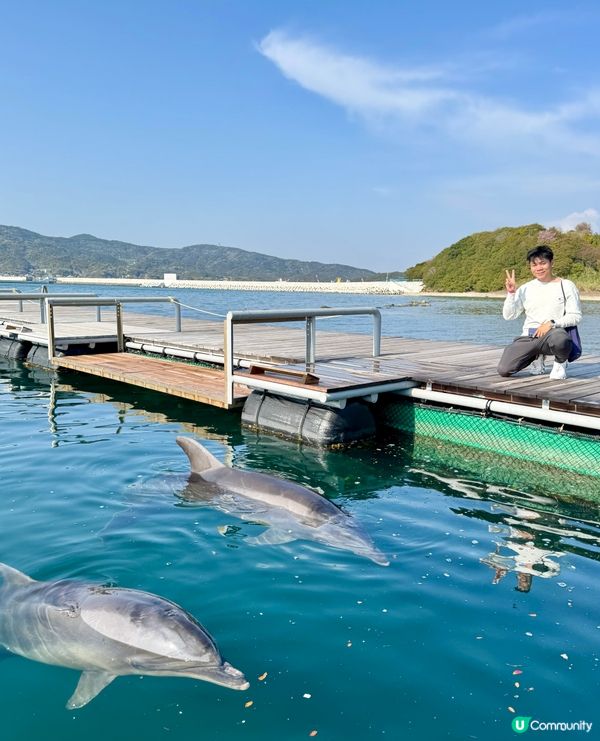 淡路島隱藏版玩法!和海豚0距離接觸,CP值超高