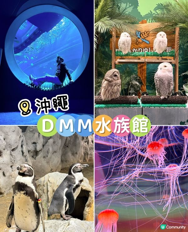 沖繩親子必收藏，DMM互動型水族館，室內爽玩大半天