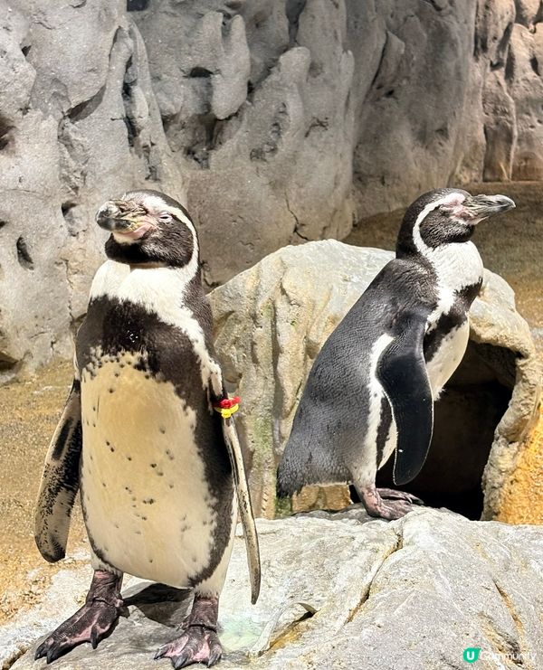 沖繩親子必收藏，DMM互動型水族館，室內爽玩大半天