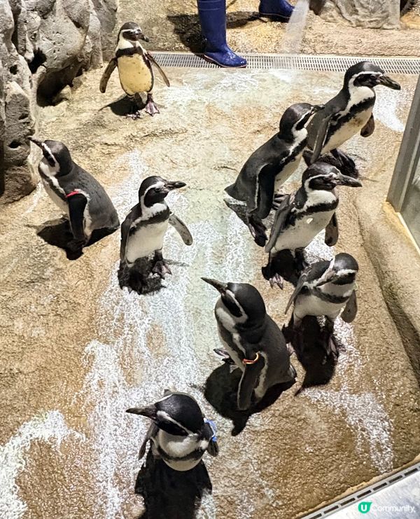 沖繩親子必收藏，DMM互動型水族館，室內爽玩大半天