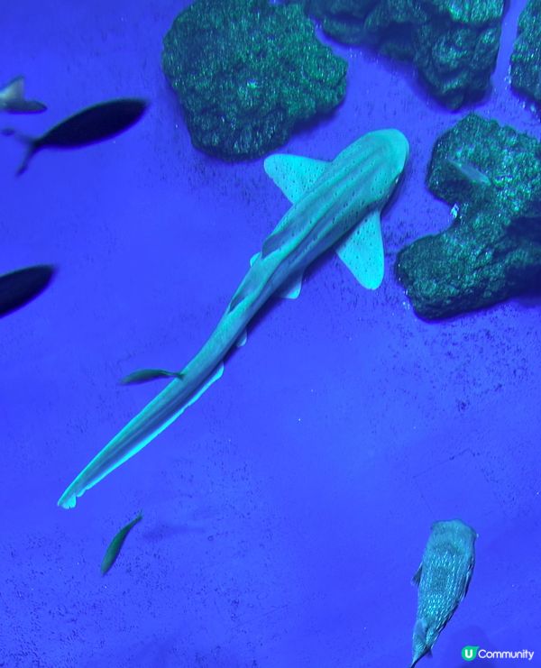 沖繩親子必收藏，DMM互動型水族館，室內爽玩大半天