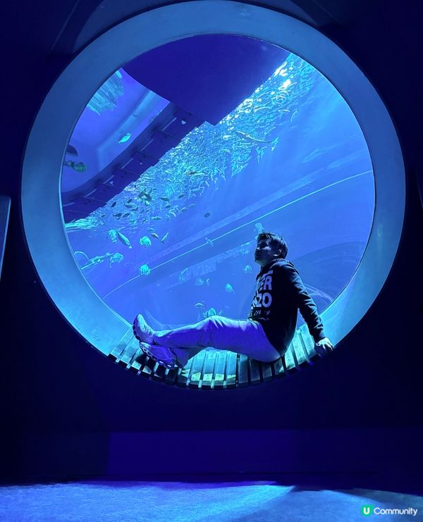 沖繩親子必收藏，DMM互動型水族館，室內爽玩大半天
