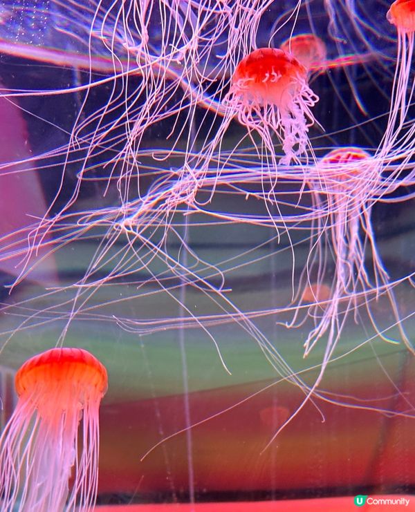 沖繩親子必收藏，DMM互動型水族館，室內爽玩大半天