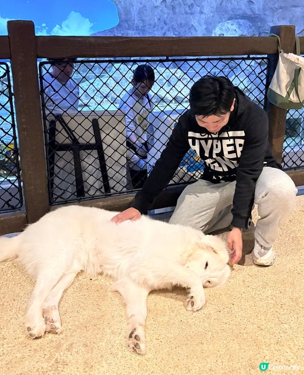 沖繩親子必收藏，DMM互動型水族館，室內爽玩大半天