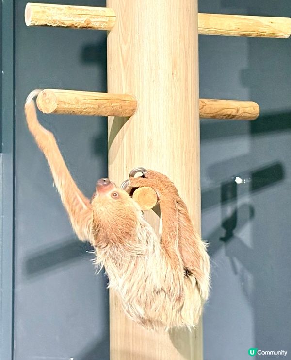 沖繩親子必收藏，DMM互動型水族館，室內爽玩大半天