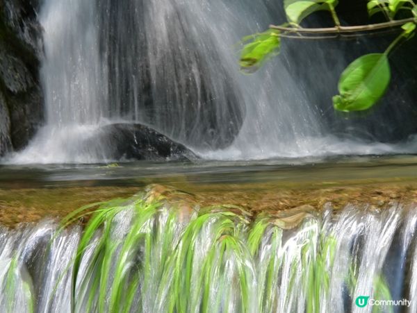 大帽山寶藏 🌳💚