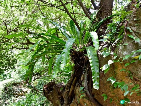 大帽山寶藏 🌳💚