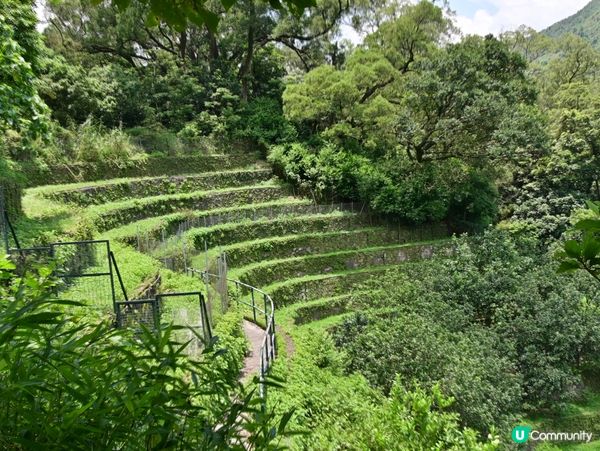 大帽山寶藏 🌳💚