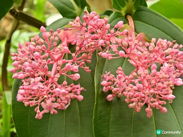 精心培育靚花觀賞