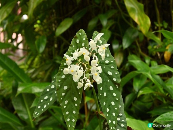 精心培育靚花觀賞