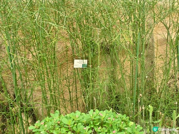 精心培育靚花觀賞
