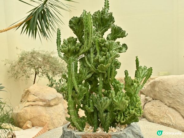 精心培育靚花觀賞