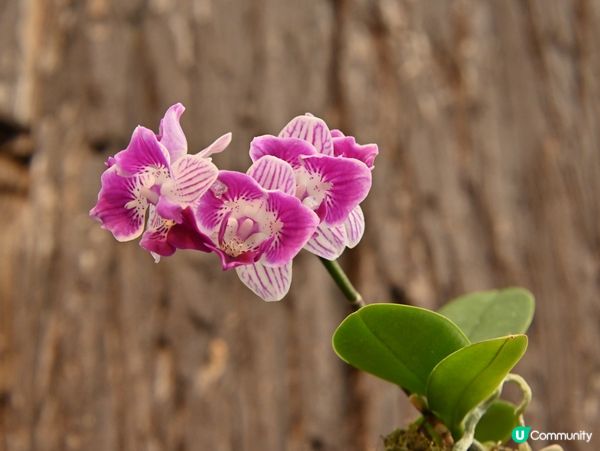 精心培育靚花觀賞