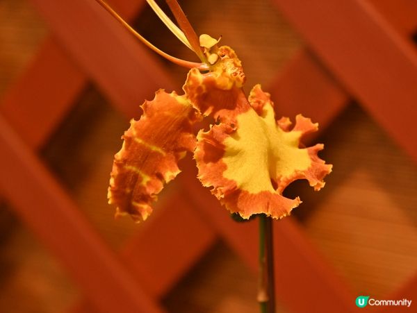 精心培育靚花觀賞