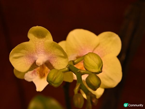 精心培育靚花觀賞