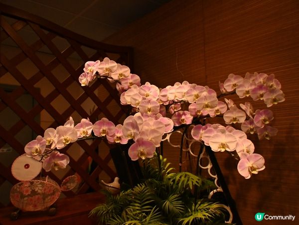 精心培育靚花觀賞
