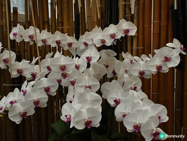 精心培育靚花觀賞