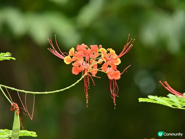 精心培育靚花觀賞