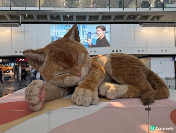 香港機場激萌貓貓裝置😻一定要打卡📸
