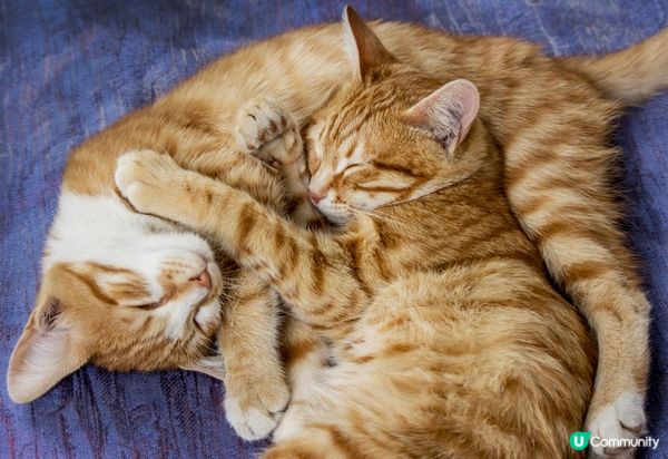 訓到好似一攤水咁，軟綿綿得嚟仲好得意。#主子lamlam脷