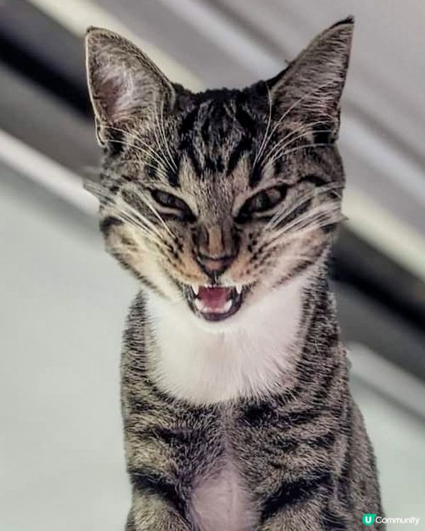 主子都有面目猙獰的一刻