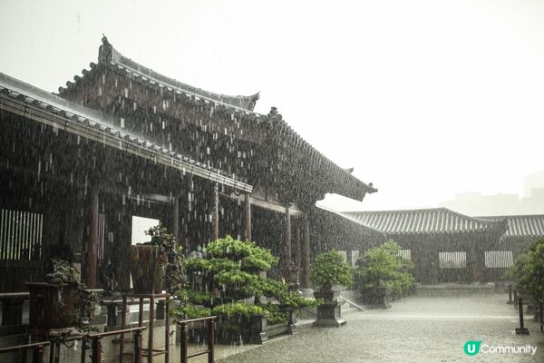 暴雨下的志蓮淨苑 - 拍攝當天本來是陰天，在南蓮園池拍攝途中...
