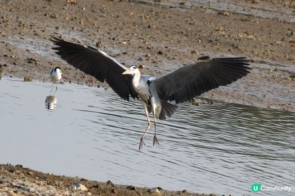 好喜歡有咁多雀影