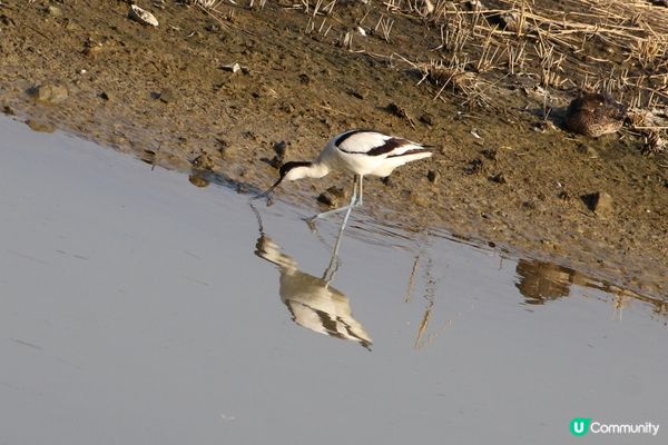 好喜歡有咁多雀影
