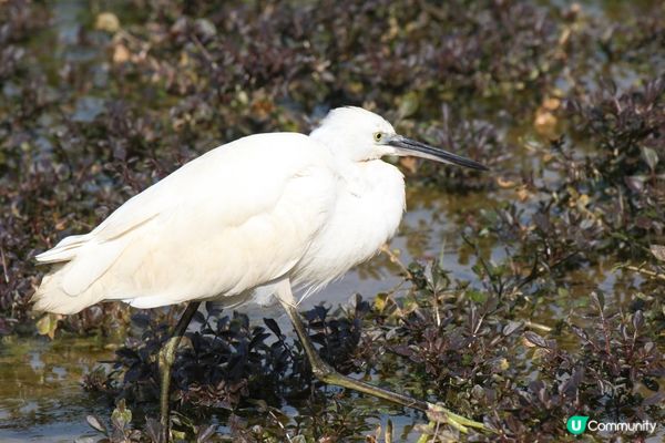 好喜歡有咁多雀影