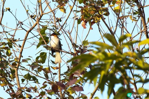 好喜歡有咁多雀影