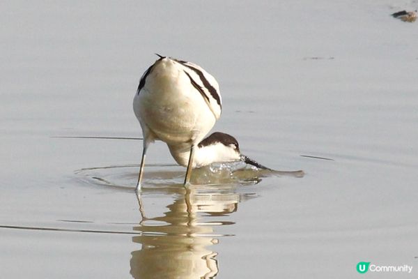 好喜歡有咁多雀影