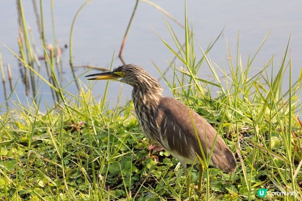 好喜歡有咁多雀影