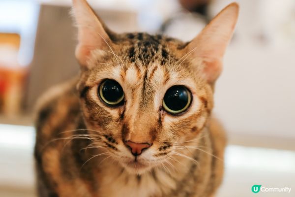 每日例行檢查——瞓醒巡邏貓砂盆，再去視察飯碗。#主子SPAT...