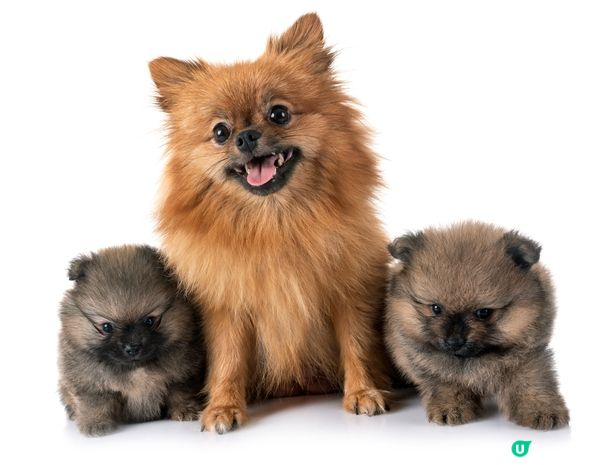 聽到「返屋企」就裝唔聽到，完全唔捨得離開！#主子SPATim...