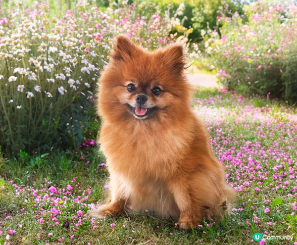 瞓喺草地度，成個樣幸福爆棚！#主子SPATime