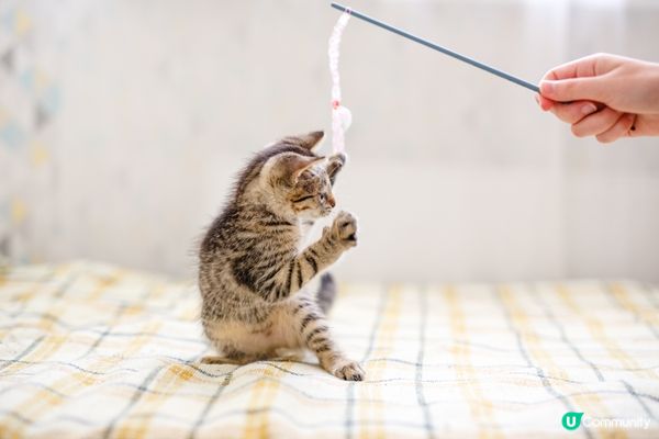 摸摸佢就好甜，唔摸佢又拎臭樣出嚟。#主子lamlam脷