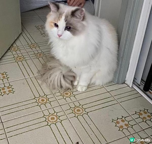 呆呆滯滯就係我🥰小白雖然成日目無表情，但真係幾可愛下😳