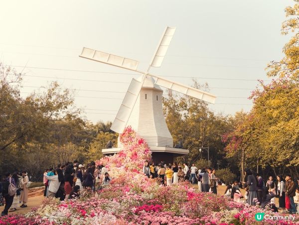 🌷深圳南山･荷蘭花卉小鎮|免費入場!風車+花海+歐式建築,影...