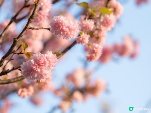 🌸深圳觀瀾湖･櫻花節|不用去日本!數千棵櫻花盛開,浪漫粉紅海...