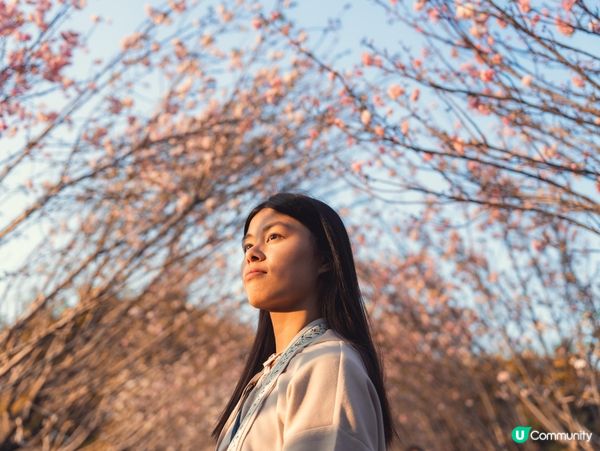 🌸深圳觀瀾湖･櫻花節|不用去日本!數千棵櫻花盛開,浪漫粉紅海...
