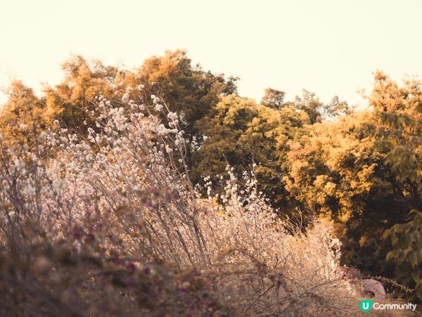 🌸深圳觀瀾湖･櫻花節|不用去日本!數千棵櫻花盛開,浪漫粉紅海...