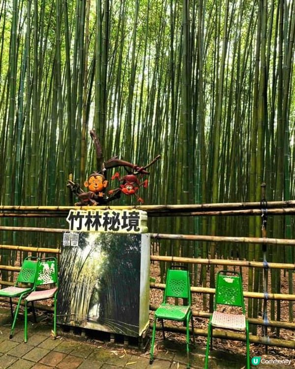 ## 苗栗嵐山竹林秘境，美到唔捨得走！🤩