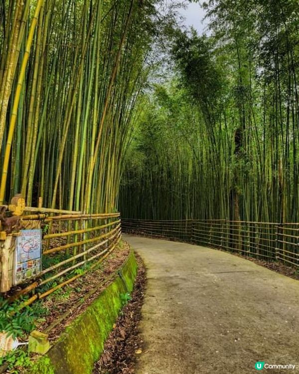 ## 苗栗嵐山竹林秘境，美到唔捨得走！🤩