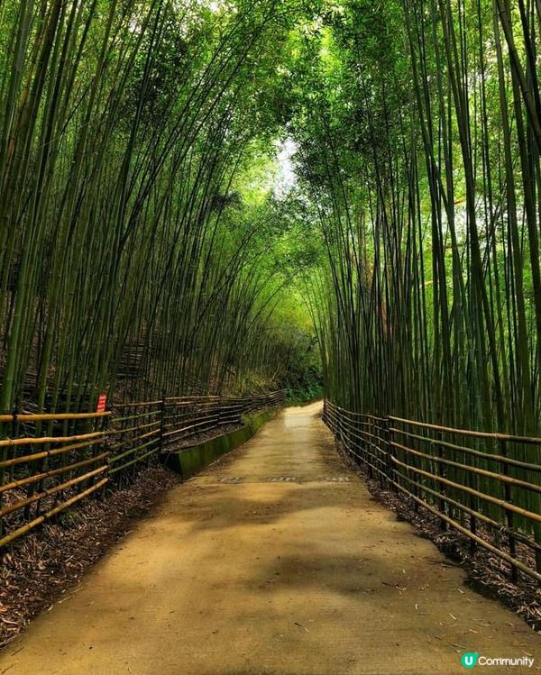 ## 苗栗嵐山竹林秘境，美到唔捨得走！🤩