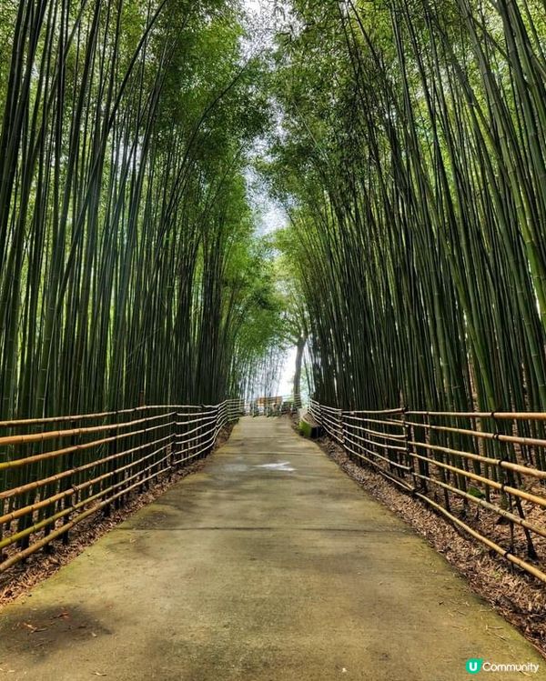 ## 苗栗嵐山竹林秘境，美到唔捨得走！🤩
