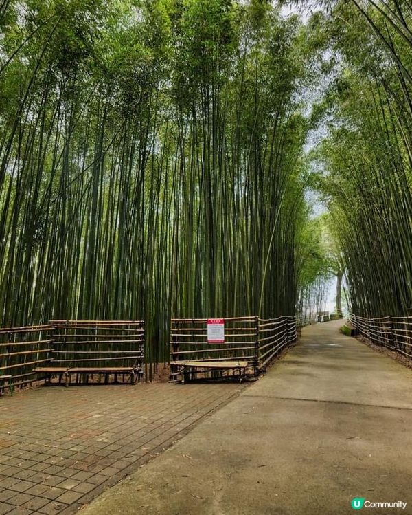 ## 苗栗嵐山竹林秘境，美到唔捨得走！🤩
