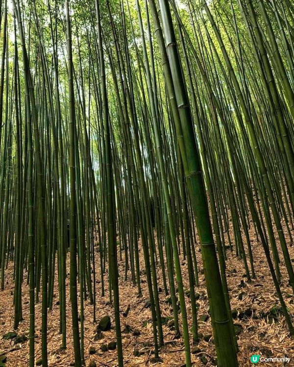 ## 苗栗嵐山竹林秘境，美到唔捨得走！🤩