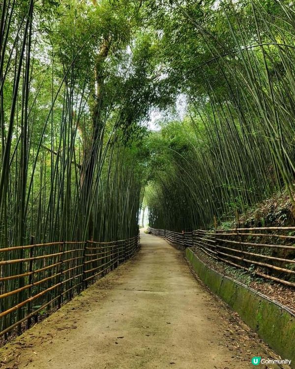 ## 苗栗嵐山竹林秘境，美到唔捨得走！🤩